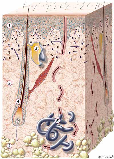 Aufbau gesunder Haut Makroskopisch 1. Epidermis (Oberhaut) 2.