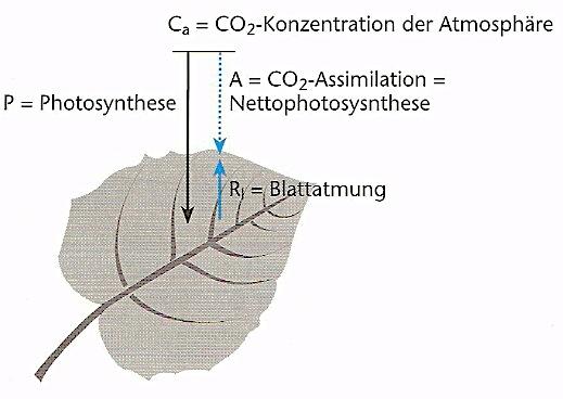 CO 2 -Aufnahme (A N ) ein Diffusionsprozess Ficksche s Diffusionsgesetz c a A n = CO 2 Assimilation = Nettophotosynthese c i R L A N g b g s P A n = dm/dt = -D*F A *dc / dx dm / dt.