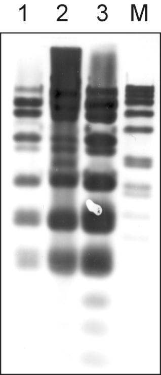 ERGEBNISSE Abb. 3-36: Homologien des tet-resistenz-tragenden Bereiches von S. gallolyticus subsp. gallolyticus BAA-2069. 3.3.4.