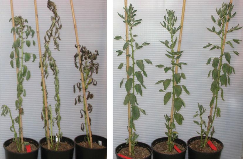 ABB. 3 Ackerbohnen nach drei Wochen Trockenstress; links: Kontrolle, rechts: transgene Pflanzen, die das PR10a-Gen aus der Kartoffel exprimieren. den Maisanbau in einer solchen Region angeht.