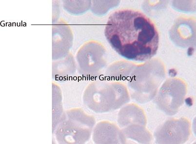 5.2 Neutrophiler Granulocyt