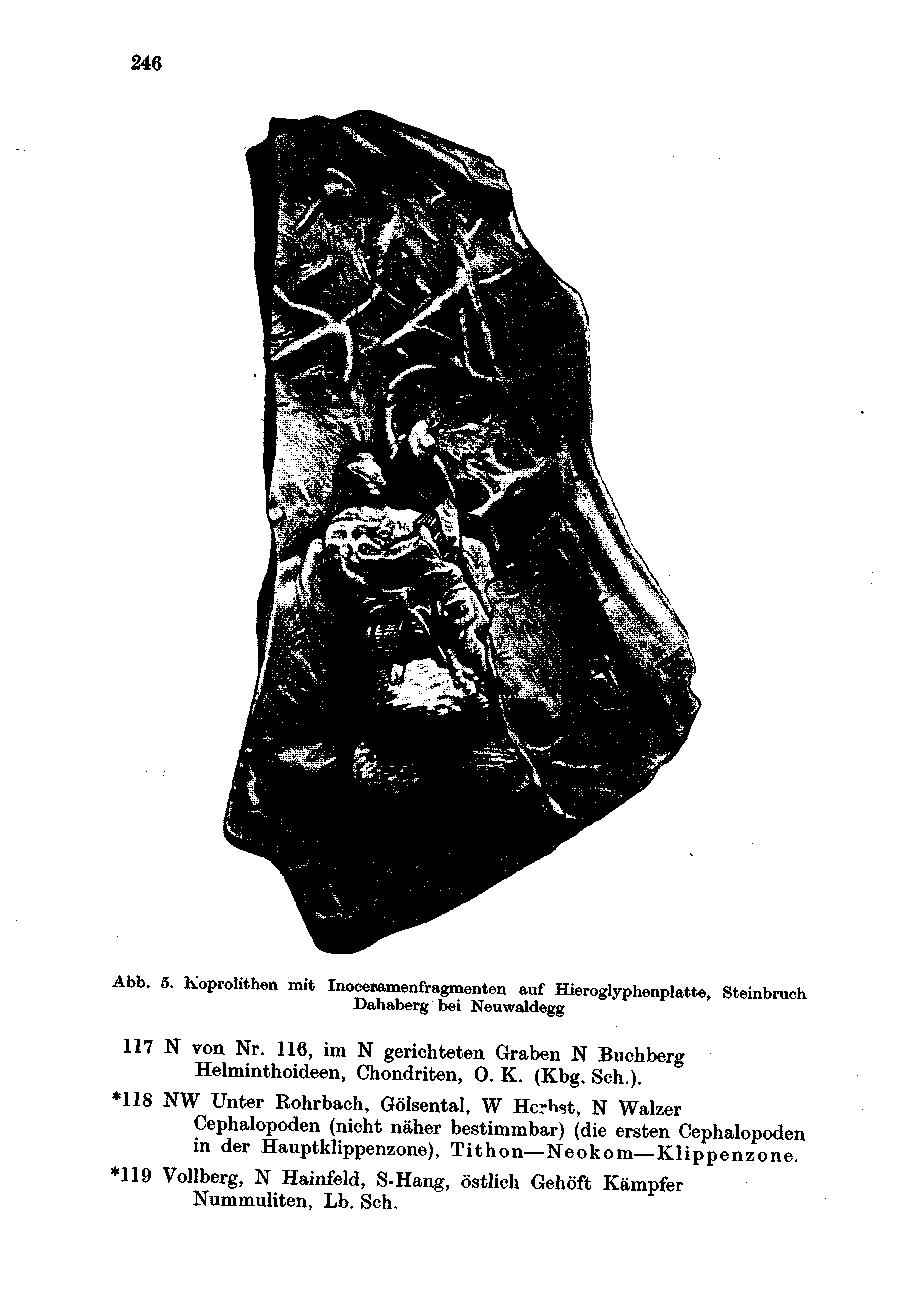 246 Abb. 5. Koprolithen mit Inoeenamenfragmenten auf Hieroglyphenplatte, Steinbruch Dahaberg bei Neuwaldegg 117 N von Nr. 116, im N gerichteten Graben N Buchberg Helminthoideen, Chondriten, 0. K. (Kbg.