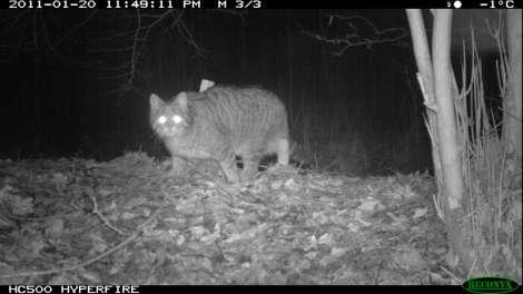 Erstaunlich ist auch die Beobachtung der Wildkatze am Lockstock W10. Trotz der erschwerten Bedingungen in den Wintermonaten, mit geschlossener Schneedecke vom 25. November 2010 bis 6.