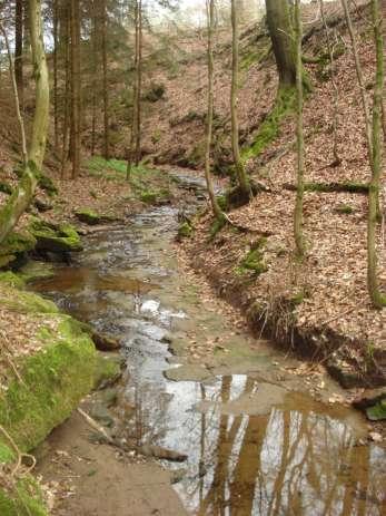 hingegen regelmäßig aufgesucht werden. Die Tiere kommen hauptsächlich in mittleren Gebirgslagen vor, ihr ökologisches Optimum in Eichen- und Buchenbeständen liegt bei 400-1600 m Höhe (Ragni 1978).