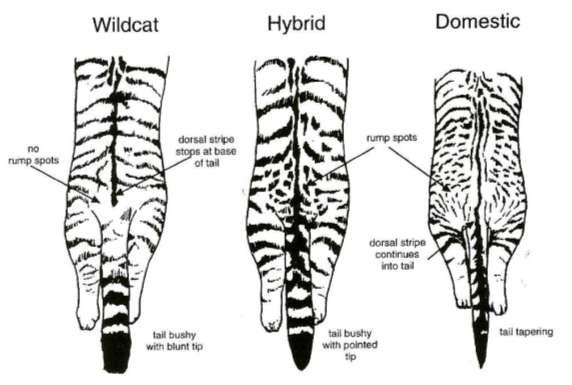 werden. Vor allem in kleinen, isolierten Populationen besteht ein erhöhtes Risiko der Hybridisierung, da nicht alle Wildkatzen einen entsprechenden Geschlechtspartner finden.