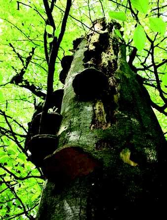 52 Forstwirtschaft Die Naturschutzmaßnahmen im Wald umfassen die Förderung von Alt- und Totholz.
