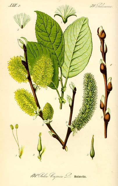 Zur Befestigung von Hanglagen eignen sich strauchig wachsende Arten wie die Purpurweide (Salix purpurea), während zur Uferverbauung oft höherwüchsige Arten verwendet werden, zum Beispiel die