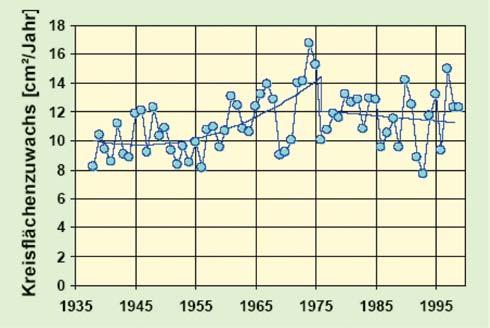 Beschleunigte Zuwachsentwicklung bis zum Jahr 1975; Trendbruch infolge des Trockenjahres 1976 schleunigtes Wachstum, das vor allem auf die Stickstoff-Eutrophierung zurück geführt wird.