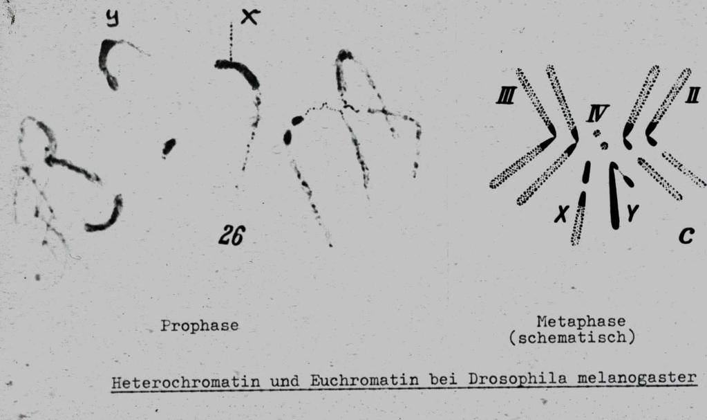 Heterochromatin ist inaktives Chromatin,