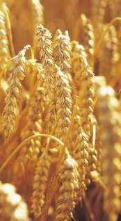 Landwirtschaftliches Umfeld Die landwirtschaftlichen Erträge sind kontinuierlich gestiegen 6 t/ha 5 t/ha 4 t/ha 3 t/ha Ø Maiserträge Ø Weizenerträge 2 t/ha 1