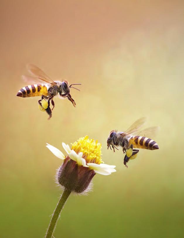 Die Honigbienenhaltung unschätzbar für eine intakte Umwelt Honig kann man importieren Bestäubung nicht Im Altertum war der von den wildlebenden Bienen gesammelte Honig das liebliche Mahl der Götter.