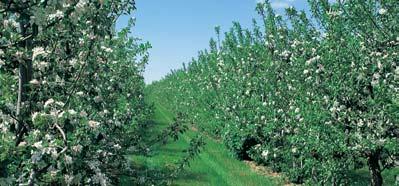 Apfelanbau: Apfelwickler und Fruchtschalenwickler Einmalige Ausbringung/Saison Schutz vom ersten Wicklerauftreten bis zur Ernte Einfache