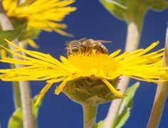 Bienenwachswickel Für Kinder und Erwachsene Wohltuende, lindernde Wirkung bei Husten und Erkältungen, Verspannungen, Ischiasbeschwerden sowie Muskel- und Gelenkschmerzen.