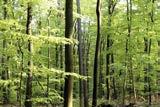 Die gesetzlich fundierte nachhaltige Waldbewirtschaftung hat in Deutschland nicht nur zu einer großen Walddichte, sondern auch zu dem in Mitteleuropa höchsten Holzvorrat geführt.