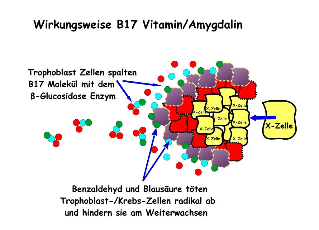Die chemische Verbindung des B17 Vitamins beinhaltet ja zwei Zucker Moleküle.
