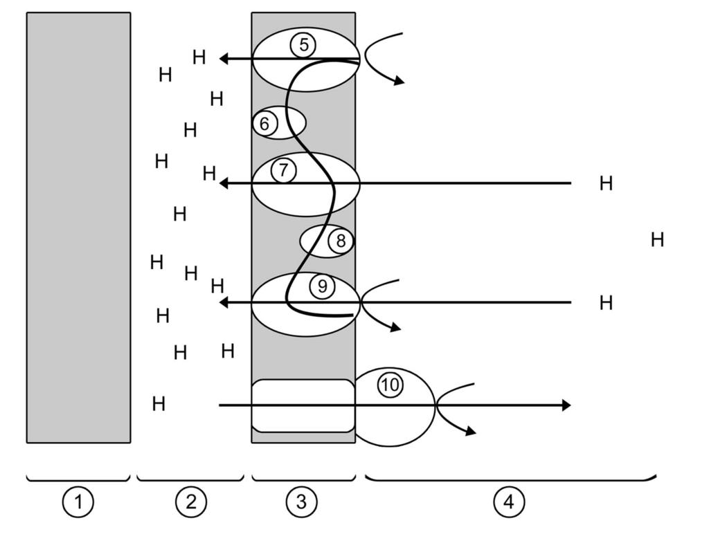 LEK S 1 Glossar Mediothek Lernerfolgskontrolle Aufgabe 1 Die Abbildung 1 zeigt einen Ausschnitt aus einem Mitochondrium. Die Vorgänge der Atmungskette sind hier modellhaft dargestellt.
