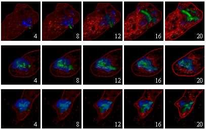 Visualisierung infizierter mammalischer Zellen 369 Abb. 1. Dreidimensionale Texture-Mapping-Rekonstruktion der Makrophagen. Ceramid ist rot eingefärbt, Rab5-Proteine blau und pathogene Bakterien grün.