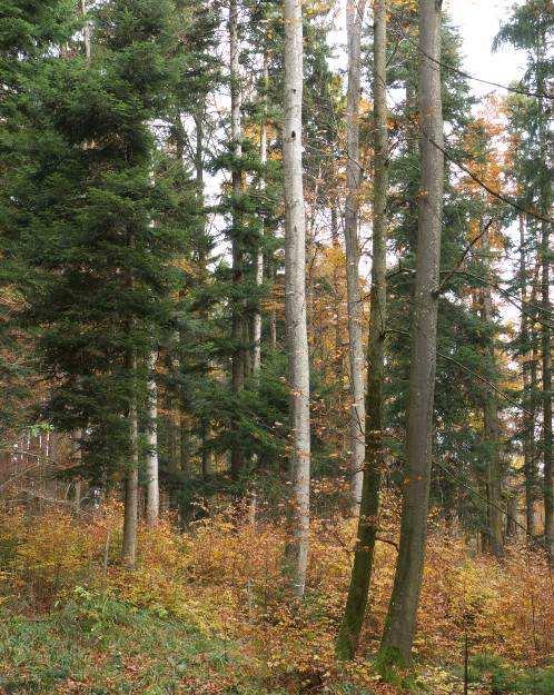 Naturschutzkonzept für den Forstbetrieb Landsberg