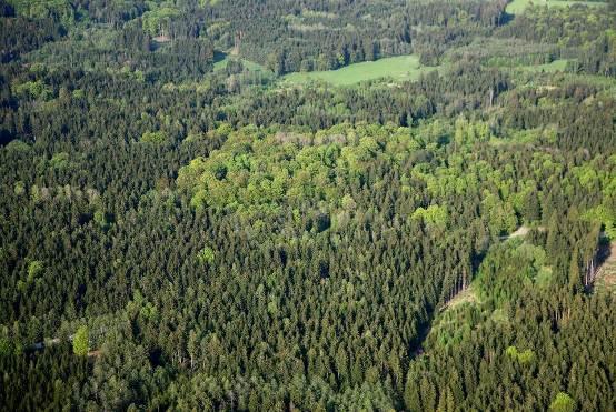 Der Forstbetrieb Landsberg hat 2009 im Sachsenrieder und Denklinger Forst ein Altholzinselkonzept entwickelt, das in die Forsteinrichtung 2012 und das regionale Naturschutzkonzept integriert wurde.