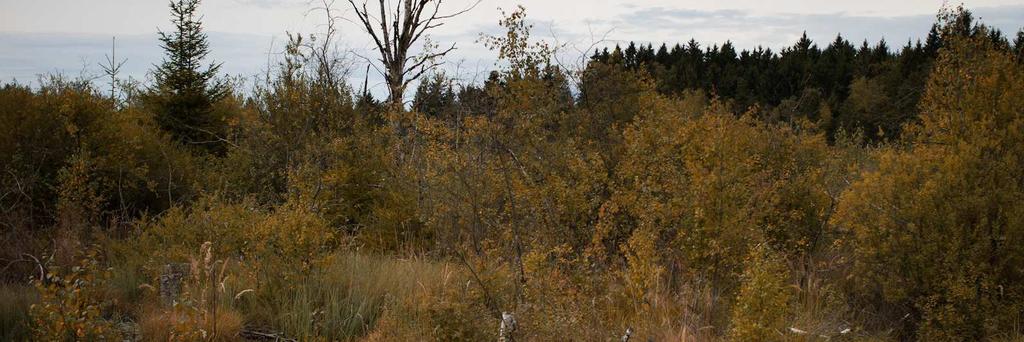 Moorenweis liegt der Großteil der Moorwälder (rd.