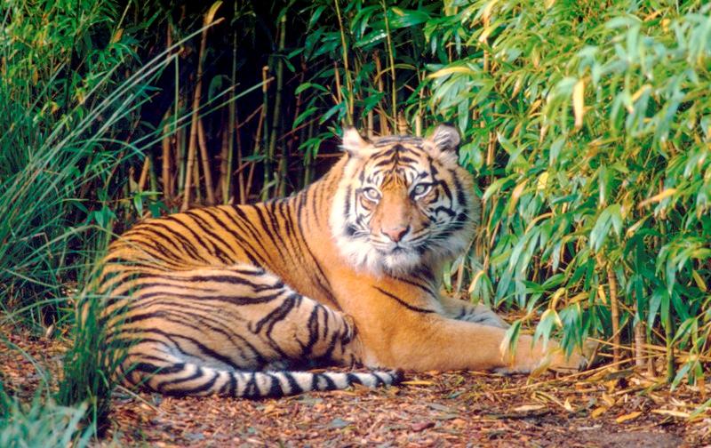 in den vergangenen 12.000 Jahren aus der Stammform des Tigers (P. tigris) entwickelte.
