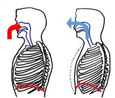 Das Volumen im Brustraum wird so vergrößert; Luft strömt in die Lunge ein.