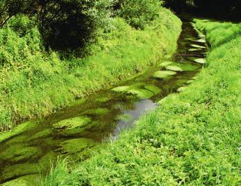 Auch im Winter hat der Wasserstern wohlausgebildete grüne Schosse unter Wasser. Wo tritt er auf? Den Wasserstern findet man sowohl in Bächen als auch in Seen.
