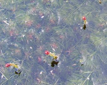 Unterwasserpflanzen Ähren-Tausendblatt Myriophyllum spicatum (RL=3) Woran erkennt man es?
