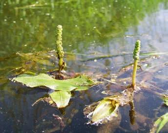 Unterwasserpflanzen Alpen-Laichkraut Potamogeton alpinus (RL=3) Woran erkennt man es?
