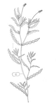 Unterwasserpflanzen Krauses Laichkraut Potamogeton crispus (RL=) Woran erkennt man es?