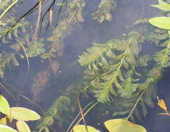 Unterwasserpflanzen Durchwachsenes Laichkraut Potamogeton perfoliatus (RL=3) Woran erkennt man es?