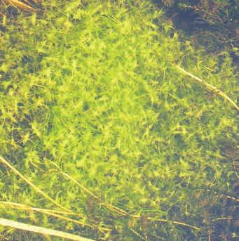 Schwimmblattpflanzen Wasserlinsen 1. Kleine Wasserlinse (Lemna minor; RL=) 2. Buckelige Wasserlinse (Lemna gibba; RL=) 3. Vielwurzelige Wasserlinse (Spirodela polyrhiza; RL=) 4.
