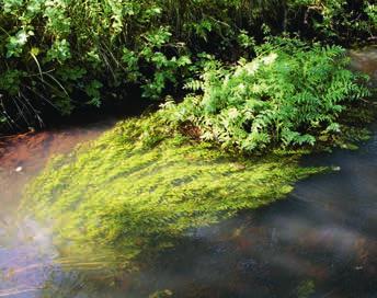 Amphibische Pflanzen Aufrechte Berle Berula erecta (RL=) Woran erkennt man sie? Entlang der Ufer ist die Berle ebenso als Unterwasser- wie als Sumpfpflanze zu finden.