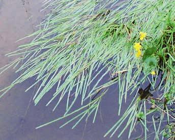 Amphibische Pflanzen Flutender Schwaden Glyceria fluitans (RL=) Woran erkennt man ihn? Der Flutende Schwaden ist eine Sumpfpflanze, die flach liegende oder aufrecht stehende Schosse ausbildet.