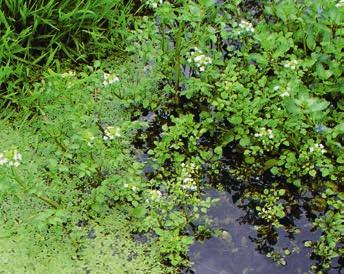 Amphibische Pflanzen Kleinblättrige Brunnenkresse Nasturtium microphyllum (RL=G) Woran erkennt man sie?