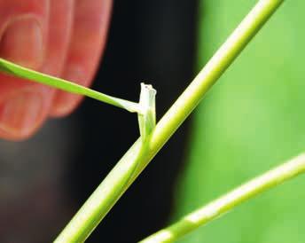 Röhrichtpflanzen Rohrglanzgras Phalaris arundinacea (RL=) Woran erkennt man es? Rohrglanzgras wächst mit kräftigen, lang zugespitzten graugrünen Blättern und erreicht Höhen zwischen 0,5 bis 2 m.