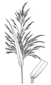 Röhrichtpflanzen Schilf Phragmites australis (RL=) Woran erkennt man es? Die mit graugrünen Blättern versehenen Stängel erreichen Höhen von 1 bis 3 m. Anstelle eines Blatthäutchens (vgl.