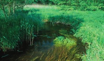 Typ 19: Kleine Niederungsfließgewässer in Fluss- und Stromtälern Verbreitung in Gewässerlandschaften und Regionen nach BRIEM (2003): Gewässermorphologie- Übersichtsfoto eines Beispielgewässers:
