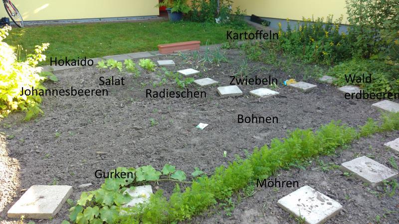 Schulgarten 2016 1. Im Schulgarten haben sich im Frühjahr 2016 viele Kinder mitgearbeitet: 1. AG: Noel, Maxim, Marius und Latysha haben umgegraben, geharkt, gesät und gepflanzt 2.