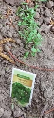 2. Petersilie Sie wächst auch an unserer Kräuterspirale. Dort wurden fertige Pflanzen eingesetzt. Einige Kräuter haben wir für Kräuterquark verwandt und uns schmecken lassen. 13.04.