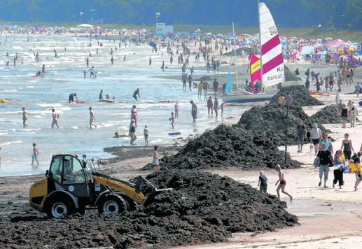 Strandreinigung (ca. 4900 t Trockenmasse im Sommer 2010 dt.