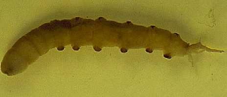 Limoniidae - Stelzenmücken Larven entwickeln sich die zerrottender pflanzlicher Substanz, in Baumstubben oder in Pilzen.