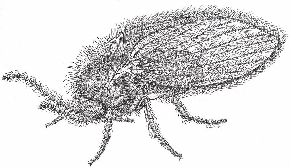 Psychodidae - Schmetterlingsmücken Imagines ca.