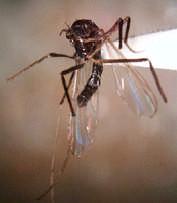Chaoboridae - Büschelmücken Eine kleine Familie mit weltweit nur ca. 50 Arten, 6 in D.