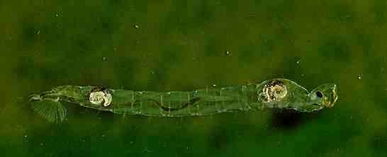 Chaoboridae - Büschelmücken Imagines, Blütenbesucher, stechen nicht. Nach der Paarung werden die Eier in schiffchenförmigen Gelegen abgelegt. Eu-limnische Larven sind Räuber.