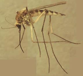 Culicidae Stechmücken - Mosquitos Kleine bis mittelgroße, zart gebaute Tiere mit langen Beinen.