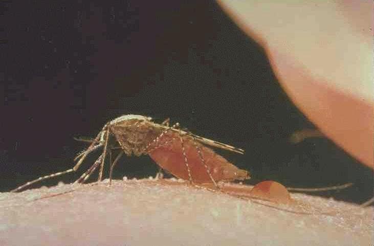 Culicidae Stechmücken - Moskitos Der hohe Flugton der W (ca 350 Hz) löst bei umherfliegenden M eine Begattungsreaktion aus.