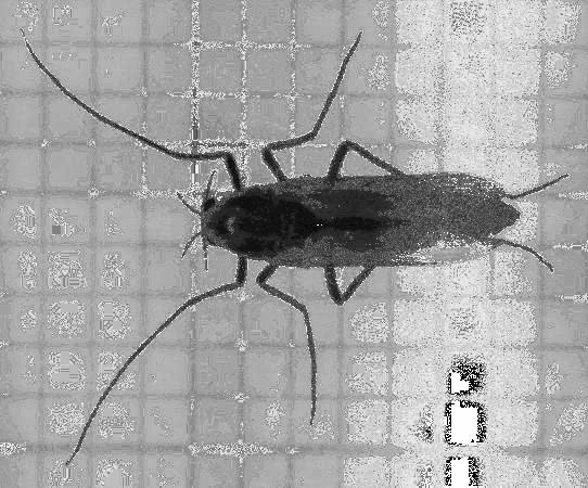Chironomidae - Zuckmücken Kleine bis mittelgroße (2-15 mm), zarte Mücken, Mundwerkzeuge