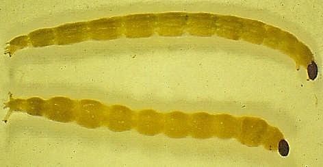 Chironomidae - Zuckmücken Chironomidenlarven entwickeln sich überwiegend aquatisch.