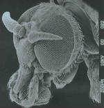 Simuliidae - Kriebelmücken W benötigen Blutmahlzeit für die Eientwicklung. MWZ besitzen Stechborsten, die stark blutende Wunden hervorrufen. Wirtsfindung olfaktorisch (CO), optisch und über Wärme.
